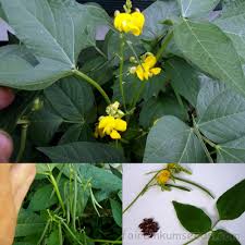 Image result for Vigna umbellata