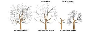 Budama neden önemlidir tomurcuğa kadar budama. Mirzan Tarim Meyve Agaclarinda Budama Budama Nedir Meyve Agaclarinin Duzgun Ve Kuvvetli Bir Tac Olusturmalarini Uzun Zaman Iyi Ve Bol Urun Vermelerini Verimden Dusen Agaclarin Tekrar Verimli Hale Getirmek Icin