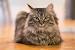 Long Haired Cat White