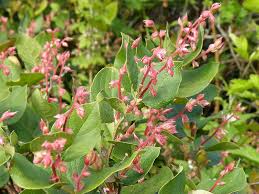 Image result for Salacia orientalis