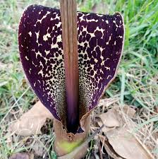 Image result for Sauromatum venosum