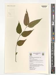 Image result for Jasminum dichotomum