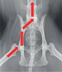 Ct abd/pelvis labeled by registered radiologist assistant , radiologic technologist richard danieli Dealing With Pelvic Fractures In Cats Grierson 2019 In Practice Wiley Online Library