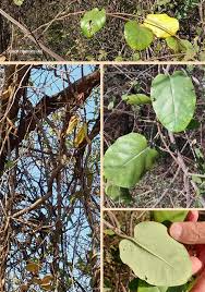 Image result for Tacazzea