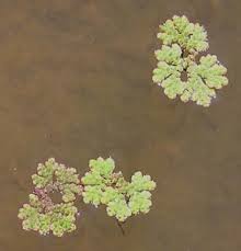Image result for Azolla filiculoides