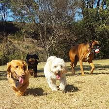 Pin By Hazelwong On Published Brisbane 21 Aug To 25 Aug Dogs Mad Dog Brisbane