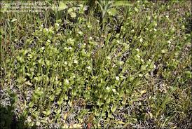 Image result for Sebaea