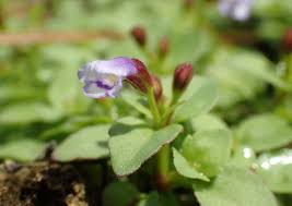 Image result for Linderniella