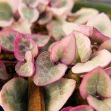 Image result for Ceropegia circinata