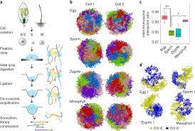 In other words, it's a fertilized egg, with the potential to develop into a living organism. Single Cell Three Dimensional Genome Structures Of Rice Gametes And Unicellular Zygotes Nature Plants