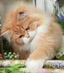 Alfenloch persians, oil springs, ontario, canada text or phone: Pin By Rachel Summers On Cats Persian Cat Cat Lifespan Persian Cats For Sale