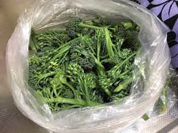 ハクサイは丸まりませんでした 週末園芸日記