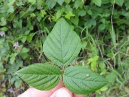 Image result for Desmodium uncinatum