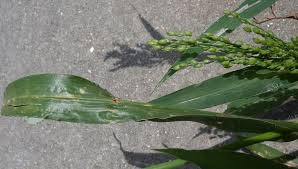 Image result for Panicum miliaceum