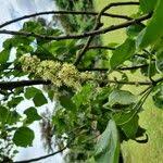 Image result for Croton macrostachyus