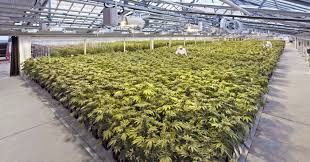 Kelowna will continue to keep cannabis off farmland