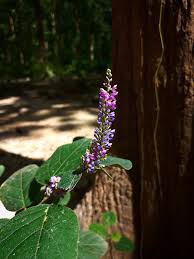 Image result for Pleurolobus