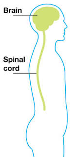 Huge collection, amazing choice, 100+ million high quality, affordable rf and rm images. Central Nervous System Cns Ms Trust