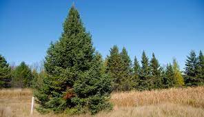 4 Tips To Control Coniferous Trees On Your Property Hobby Farms