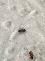 Toute l'année, le soleil se lève entre 5h et 6h, pour se coucher entre 17h30 et 18h30. Insectes Dans Mon Appartement Sortie Apres Desinfection D Un Mur De Pierre Humide