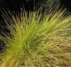 Image result for Isolepis