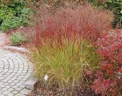 Panicum Virgatum Shenandoah Rutenhirse Rutenhirse Gartenboden Ziergras