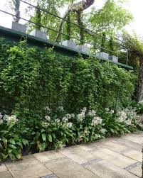 Hedge Garden Design Nursery On Instagram Dressing Up A Substation Cunningdisguise Climber Akebia Garden Landscape Design Native Garden Landscape Design