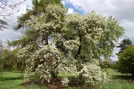 Image result for Pycreus permutatus