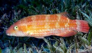 Image result for Rourea orientalis