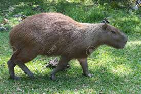 The capybara is the largest rodent in the world and is from south america. Capybara Largest Rodent In The World In A Natural Park In Colombia Stock Photo Picture And Royalty Free Image Image 153661223