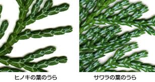 ヒノキとサワラ お庭の専門店ニワナショナル 東京 埼玉