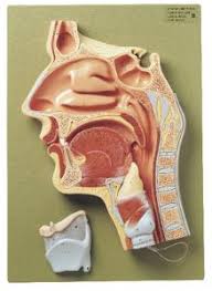 These are shown in localization. Somso Cavities Of The Nose Mouth Throat Cross Section Model Vwr