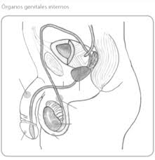 Busca millones de imágenes de sistema urinario de alta calidad a precios muy sistema reproductor masculino sección media vectores mujer de la vejiga urinaria y los riñones, la sección transversal del riñón y la. Https Data Miraquetemiro Org Sites Default Files Documentos Eis 20segundo 20ciclo 202 Pdf
