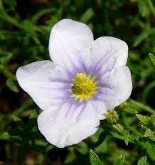 Image result for Nierembergia hippomanica