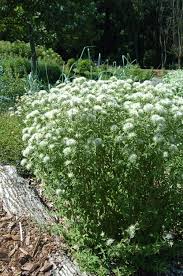 Image result for Mesanthemum pilosum