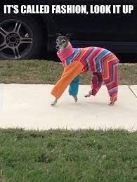 It S Called Fashion Look It Up Fashion Quotes On Picturequotes Com Funny Pictures Funny Animals Laugh