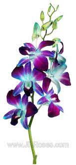 We did not find results for: Blue Dendrobium Orchids 80 Stems J R Roses Wholesale Flowers