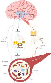 I hope it helped you understand the. A Schematic Representation Of Central Nervous System Peripheral Blood Download Scientific Diagram