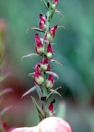 Image result for Striga bilabiata