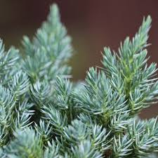 We did not find results for: Buy Plants Special Features Plants That Don T Need Pruning Delivery By Crocus
