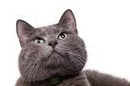 9 Reasons We Love the Russian Blue Cat - Catster