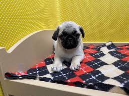 Find pug puppy in dogs & puppies for rehoming | find dogs and puppies locally for sale or adoption in ontario : Pug Puppies Petland San Antonio