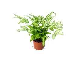 Image result for Pteris cretica