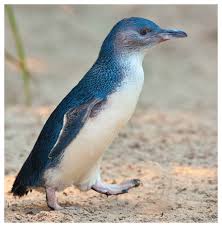 What do you get when you cross a penguin and an alligator? The Penguin S Palette More Than Black And White American Scientist