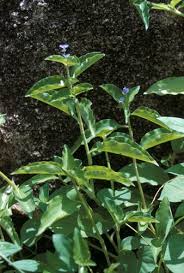 Image result for Commelina benghalensis