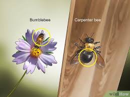 Instead, carpenter bee abdomens are smooth and shiny, whereas bumble bees' have hairy, yellow abdomens. 3 Ways To Identify Carpenter Bees Wikihow