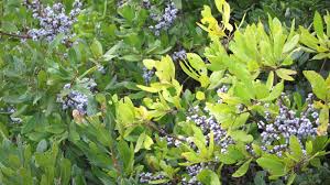 Image result for Myrica kandtiana