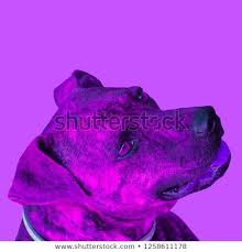 Minimal Contemporary Collage Art Purple Dog Life Is Colorful Concept Collage Art Dog Stock Photo Cute Animal Photos