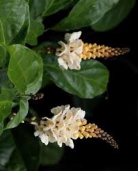 Image result for Thomandersiaceae