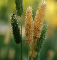 Image result for Phalaris
